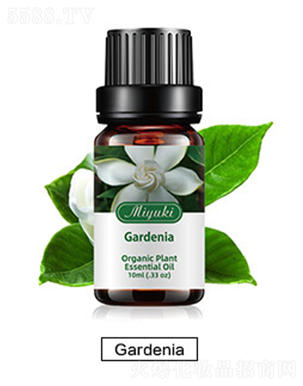 �o(h��)�w��޹��Ħ��-Gardenia�d��