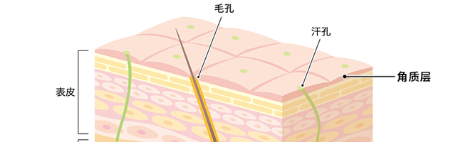 ������ֲ������AҺ